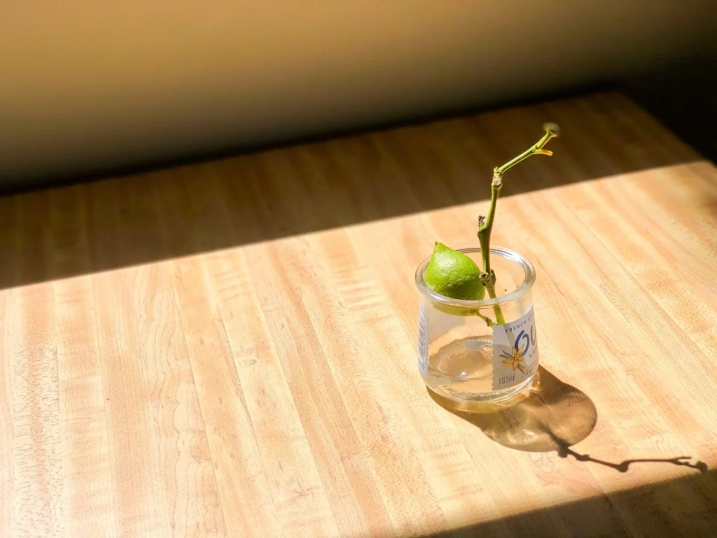 机の上で日差しを浴びている水耕栽培のレモン