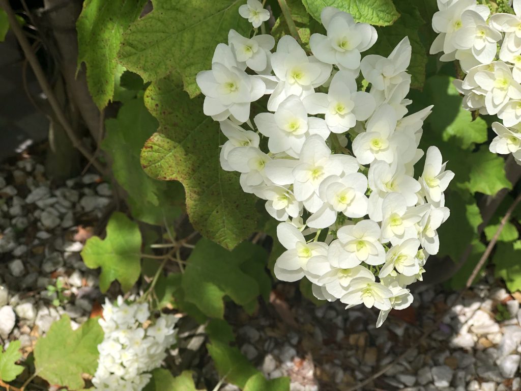 iPhone 8 Plusで撮影した写真