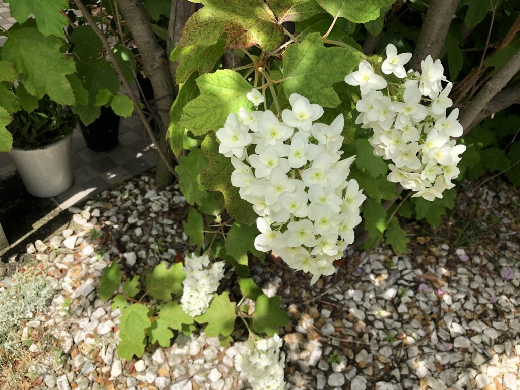 iPhone 8 Plusで撮影した写真