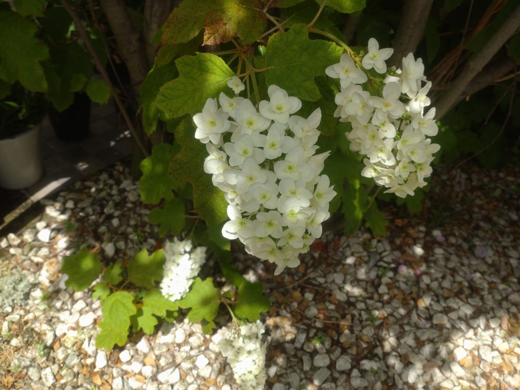 Xperia 10 III (エクスペリアテンマークスリー)のカメラで撮影した写真