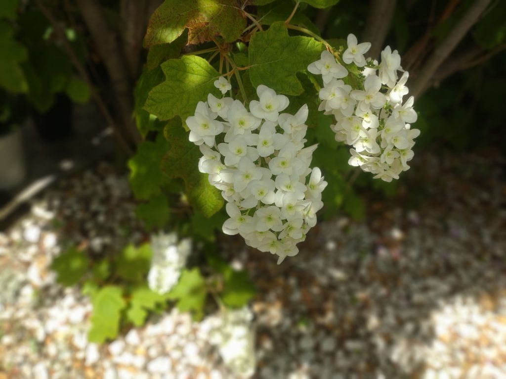 Xperia 10 III (エクスペリアテンマークスリー)のカメラでボケモードを使って撮影した写真